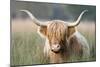 Highland Cattle-null-Mounted Photographic Print