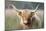 Highland Cattle-null-Mounted Photographic Print