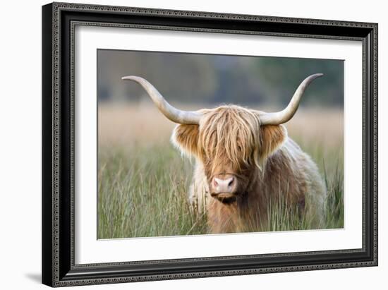 Highland Cattle-null-Framed Photographic Print