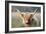 Highland Cattle-null-Framed Photographic Print