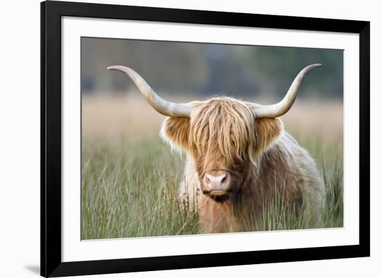 Highland Cattle-null-Framed Photographic Print