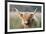 Highland Cattle-null-Framed Photographic Print