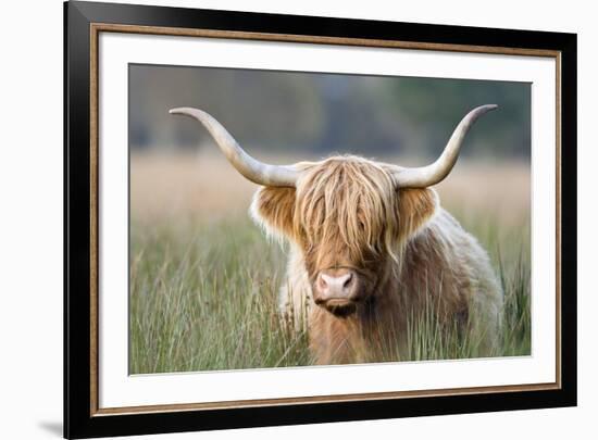 Highland Cattle-null-Framed Photographic Print