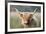 Highland Cattle-null-Framed Photographic Print