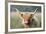 Highland Cattle-null-Framed Photographic Print