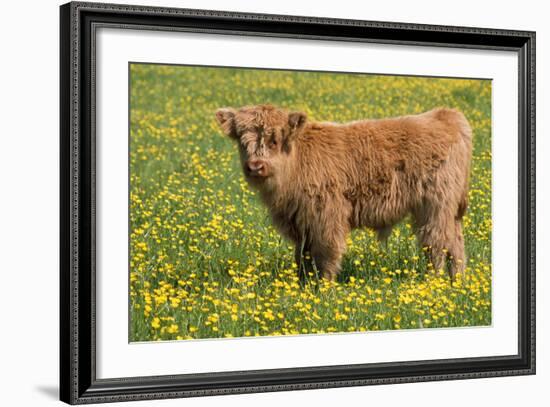 Highland Cattle-null-Framed Photographic Print