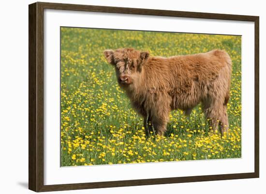 Highland Cattle-null-Framed Photographic Print