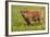 Highland Cattle-null-Framed Photographic Print