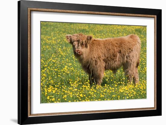 Highland Cattle-null-Framed Photographic Print