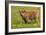 Highland Cattle-null-Framed Photographic Print