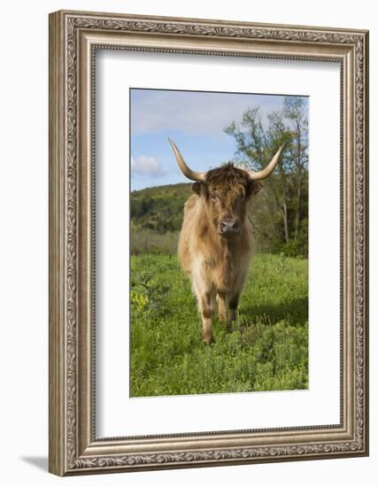 Highland Cattle-null-Framed Photographic Print