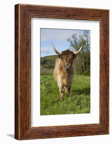 Highland Cattle-null-Framed Photographic Print