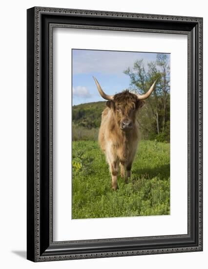 Highland Cattle-null-Framed Photographic Print