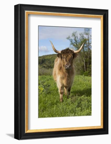 Highland Cattle-null-Framed Photographic Print