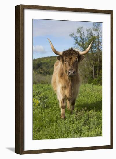 Highland Cattle-null-Framed Photographic Print