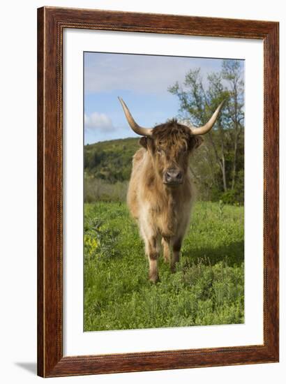 Highland Cattle-null-Framed Photographic Print