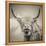 Highland Cattle-Mark Gemmell-Framed Stretched Canvas