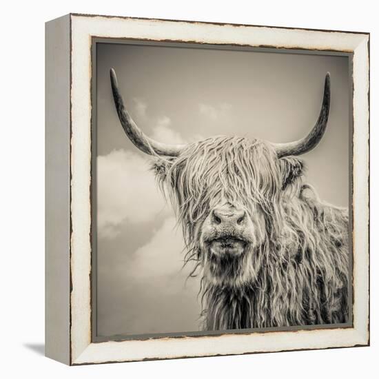 Highland Cattle-Mark Gemmell-Framed Stretched Canvas