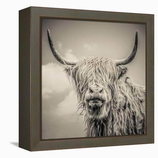 Highland Cattle-Mark Gemmell-Framed Stretched Canvas