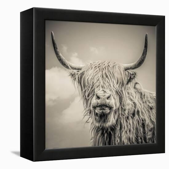 Highland Cattle-Mark Gemmell-Framed Stretched Canvas