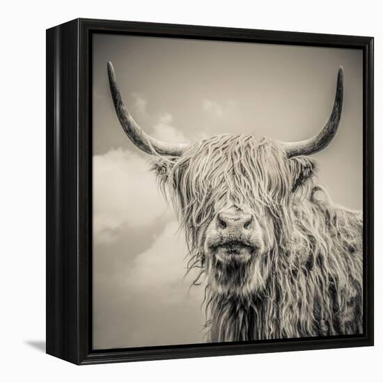 Highland Cattle-Mark Gemmell-Framed Stretched Canvas