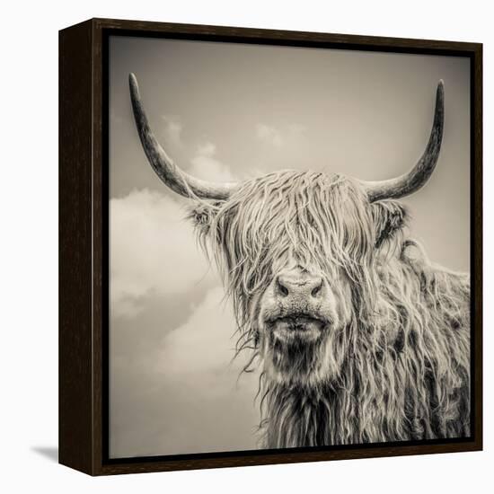 Highland Cattle-Mark Gemmell-Framed Stretched Canvas