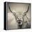 Highland Cattle-Mark Gemmell-Framed Stretched Canvas