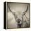 Highland Cattle-Mark Gemmell-Framed Stretched Canvas