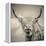 Highland Cattle-Mark Gemmell-Framed Stretched Canvas