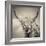 Highland Cattle-Mark Gemmell-Framed Photographic Print