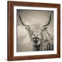 Highland Cattle-Mark Gemmell-Framed Photographic Print