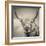 Highland Cattle-Mark Gemmell-Framed Photographic Print