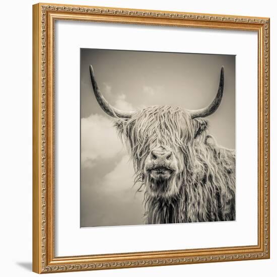 Highland Cattle-Mark Gemmell-Framed Photographic Print