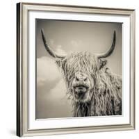 Highland Cattle-Mark Gemmell-Framed Photographic Print