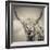 Highland Cattle-Mark Gemmell-Framed Photographic Print