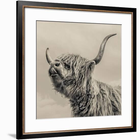 Highland Cattle-Mark Gemmell-Framed Giclee Print