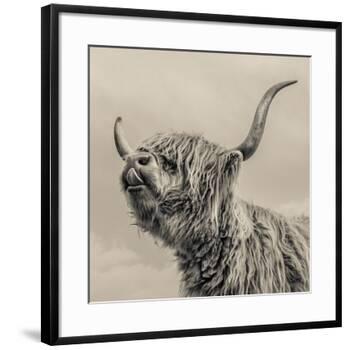Highland Cattle-Mark Gemmell-Framed Giclee Print
