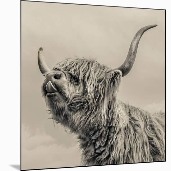 Highland Cattle-Mark Gemmell-Mounted Giclee Print