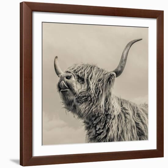 Highland Cattle-Mark Gemmell-Framed Giclee Print