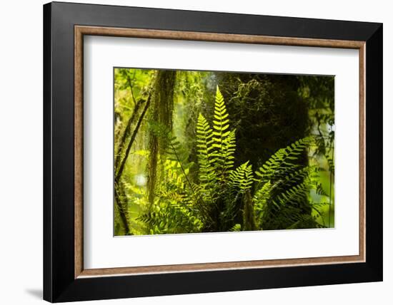 Highland cloud forest with ferns and mosses, Galapagos-Tui De Roy-Framed Photographic Print