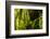 Highland cloud forest with ferns and mosses, Galapagos-Tui De Roy-Framed Photographic Print