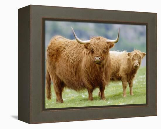 Highland Cow and Calf, Strathspey, Scotland, UK-Pete Cairns-Framed Premier Image Canvas