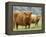 Highland Cow and Calf, Strathspey, Scotland, UK-Pete Cairns-Framed Premier Image Canvas