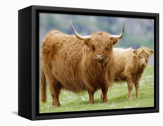 Highland Cow and Calf, Strathspey, Scotland, UK-Pete Cairns-Framed Premier Image Canvas