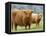 Highland Cow and Calf, Strathspey, Scotland, UK-Pete Cairns-Framed Premier Image Canvas