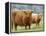 Highland Cow and Calf, Strathspey, Scotland, UK-Pete Cairns-Framed Premier Image Canvas