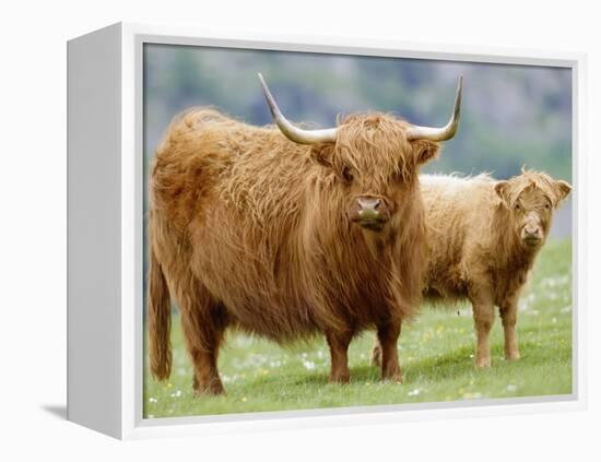 Highland Cow and Calf, Strathspey, Scotland, UK-Pete Cairns-Framed Premier Image Canvas