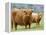 Highland Cow and Calf, Strathspey, Scotland, UK-Pete Cairns-Framed Premier Image Canvas