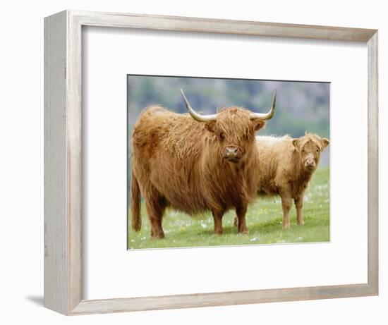 Highland Cow and Calf, Strathspey, Scotland, UK-Pete Cairns-Framed Premium Photographic Print