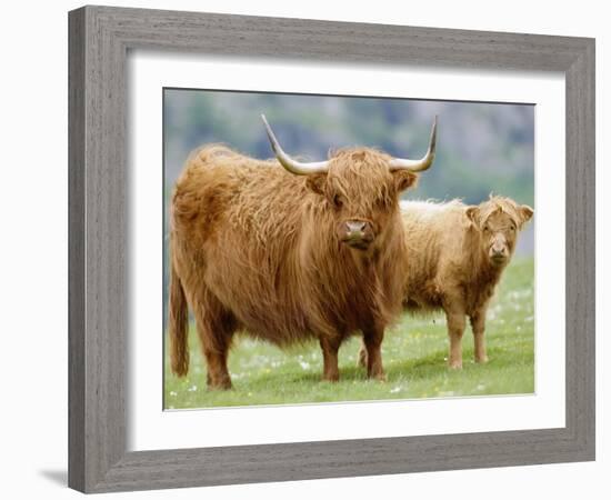 Highland Cow and Calf, Strathspey, Scotland, UK-Pete Cairns-Framed Photographic Print